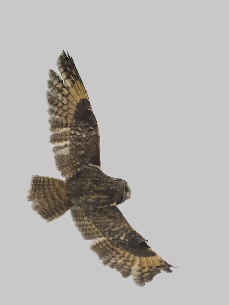 Sarvipöllö, Long-eared Owl, Asio otus